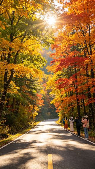 Half green, half maple: the stunning summer-to-fall transition guide for Changbai Mountain