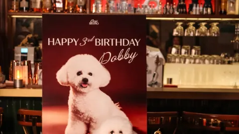 A Shenzhen Gen Alpha Bichon Frise takes their long-time bestie out for aesthetic eats! — traveler post in Shenzhen