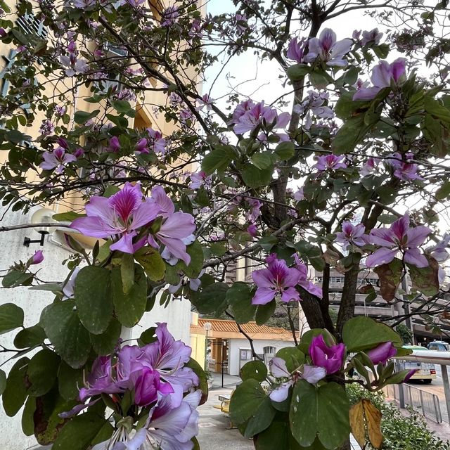 黃大仙下邨內嘅龍趣園何鴻燊公園