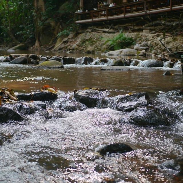 🍃 บ้านธารชีวี แม่แมะ เชียงดาว 