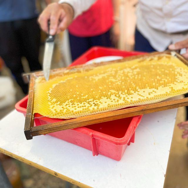 第一次黎到小蜜蜂之家🐝近距離接觸佢地！🐝
