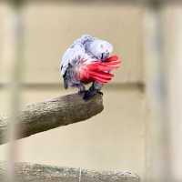 Bird Safari in the Middle of Kuala Lumpur!