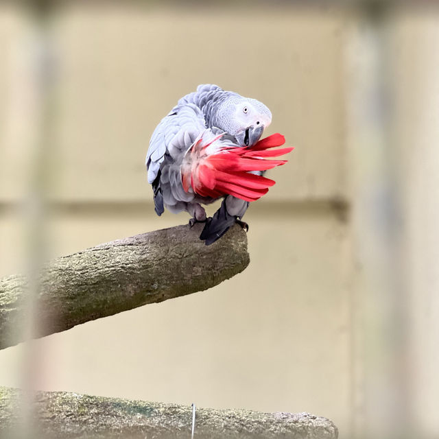 Bird Safari in the Middle of Kuala Lumpur!