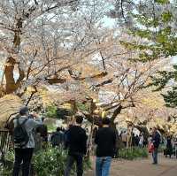 東京最美夜櫻之一🌸 – 千鳥之淵