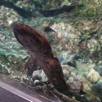 オオサンショウウオを堪能できる　京都水族館