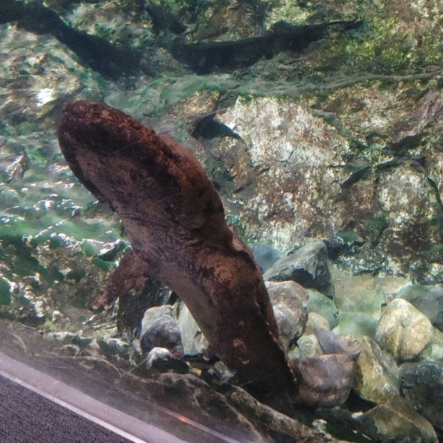 オオサンショウウオを堪能できる　京都水族館