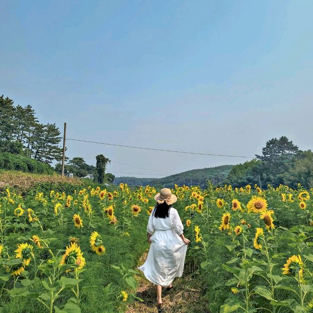7월부터 10월까지 해바라기를 볼 수 있는 태안 카페!