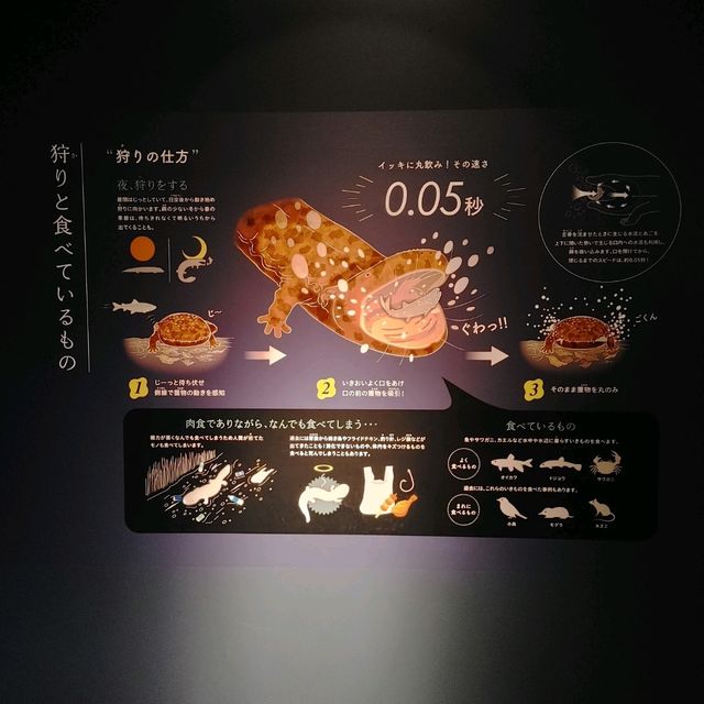 海の生き物ってどうやって眠るの？　夜の京都水族館