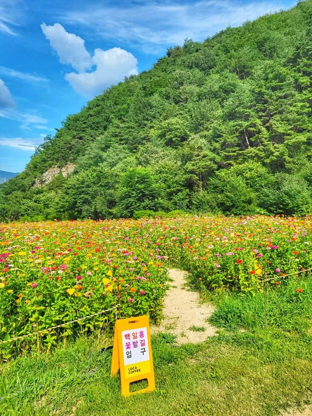 드디어 폈어요! 백일홍카페 청도 로카커피🩷
