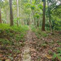 Forest pathway👍🏻