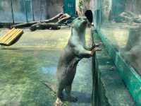 ベトナム　ベトナム観光　アジア最古のサイゴン動植物園で幻のトラを見てきた！