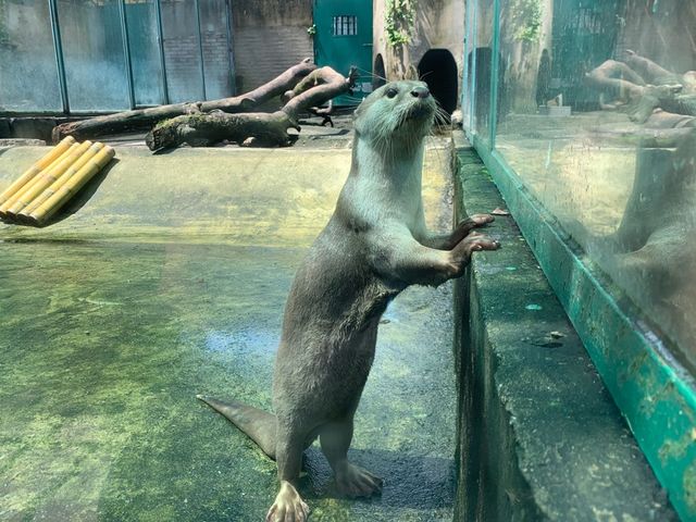 ベトナム　ベトナム観光　アジア最古のサイゴン動植物園で幻のトラを見てきた！