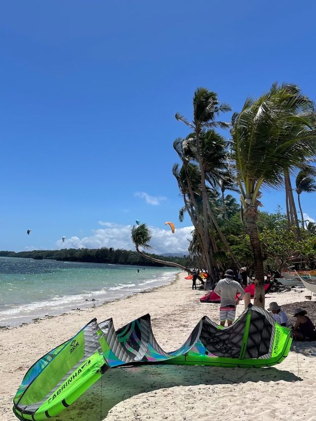 Leaning Coconut Tree