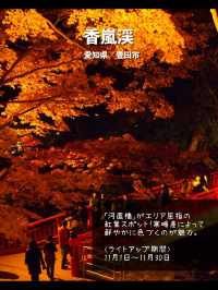 今年絶対に見逃したくない…！全国の紅葉ライトアップスポット7選🍁