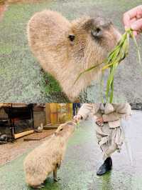 伊豆🇯🇵捕捉水豚君溫泉畫面| 伊豆仙人掌動物園