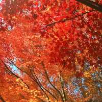 青梅方面に紅葉ドライブ