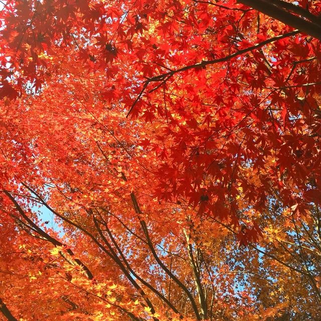 青梅方面に紅葉ドライブ