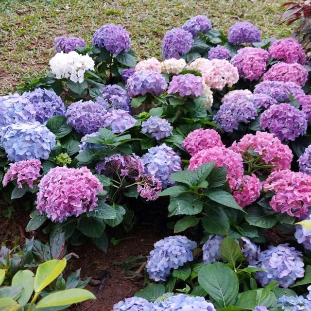 元朗公園悠閒好去處