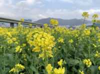 非常震撼油菜花田｜大渚生態公園