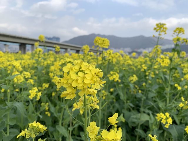 非常震撼油菜花田｜大渚生態公園