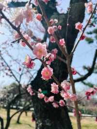 京都御所櫻花初開 有白有粉勁靚！