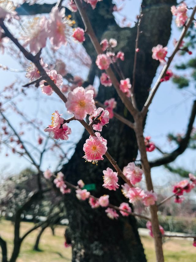 京都御所櫻花初開 有白有粉勁靚！