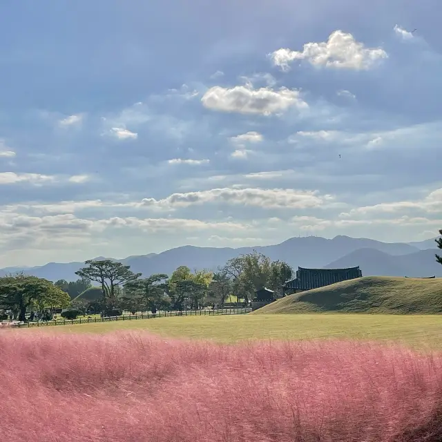 핑크뮬리 맛집 경주 첨성대🌸