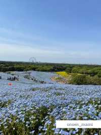 【茨城 ひたちなか】GWは人気のネモフィラ畑がおすすめ！