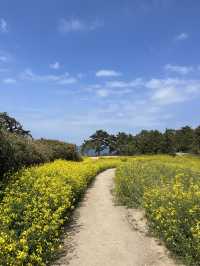 유채꽃이 만개한 수성당에서 힐링 가득 하루 보내기🌼