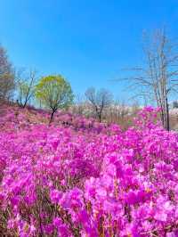 핑크물결 가득한 진달래꽃동산🌸💞