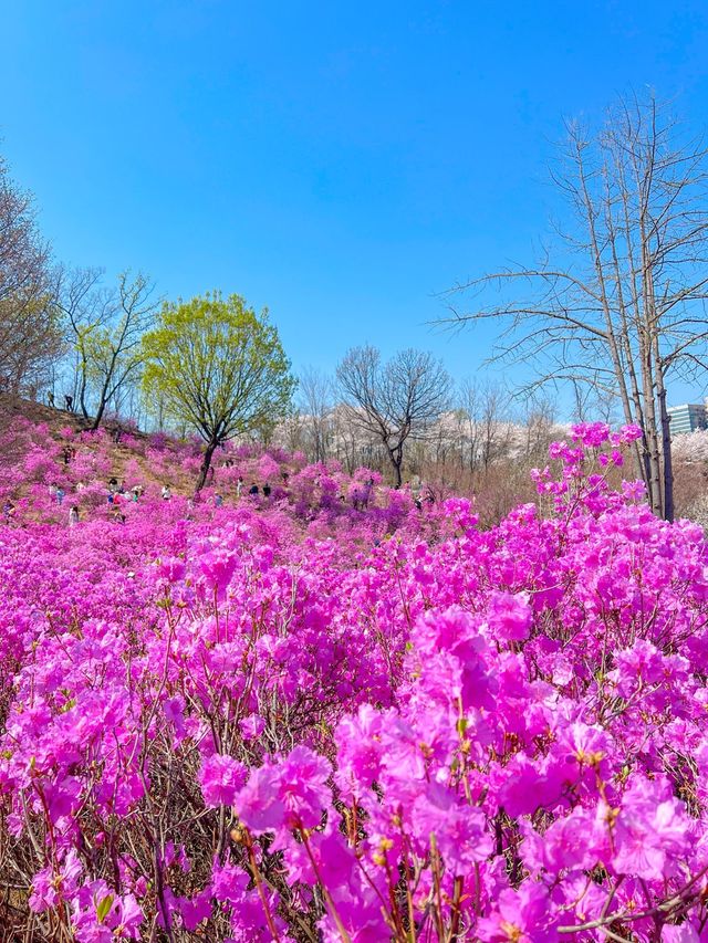 핑크물결 가득한 진달래꽃동산🌸💞