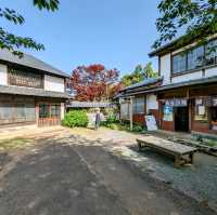 Spring Unveiled: Nokonoshima Island Park Wonders