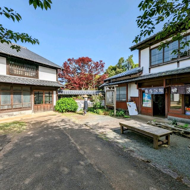 Spring Unveiled: Nokonoshima Island Park Wonders