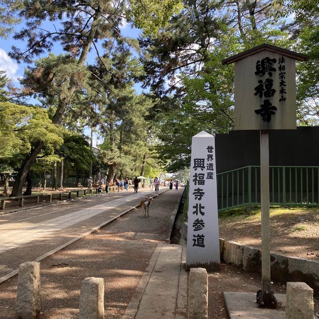 名勝「奈良公園」観光客で賑わい鹿は元気でした