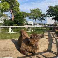 関西でおすすめの体験型動物園🐇🐅🐈🐕🦆