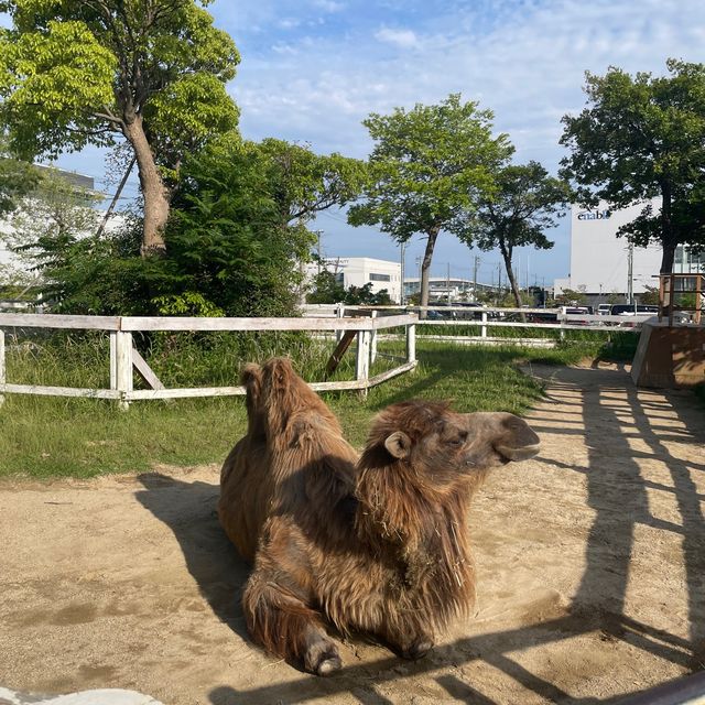 関西でおすすめの体験型動物園🐇🐅🐈🐕🦆