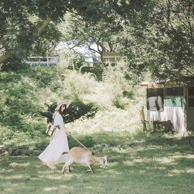 【千葉】夏休みの期間中、いつでもヒマワリが見れちゃう！？「成田ゆめ牧場」で素敵な夏の思い出を作り✨
