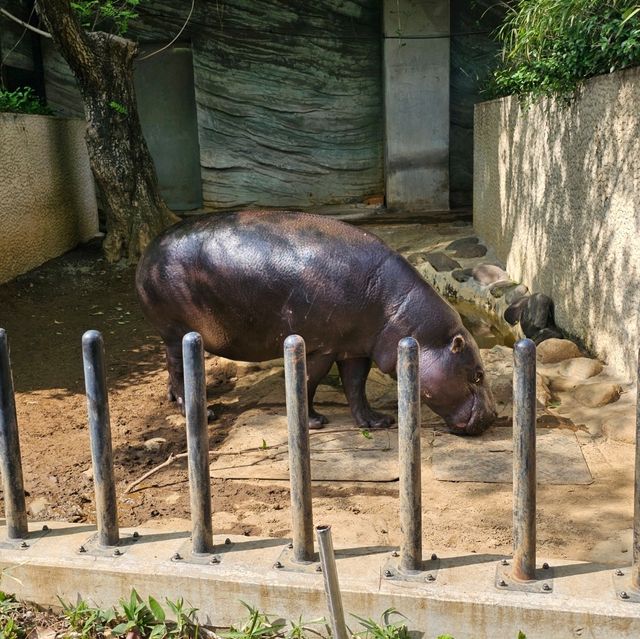 日本最古老最有名的動物園🐘🦒🐼🦌