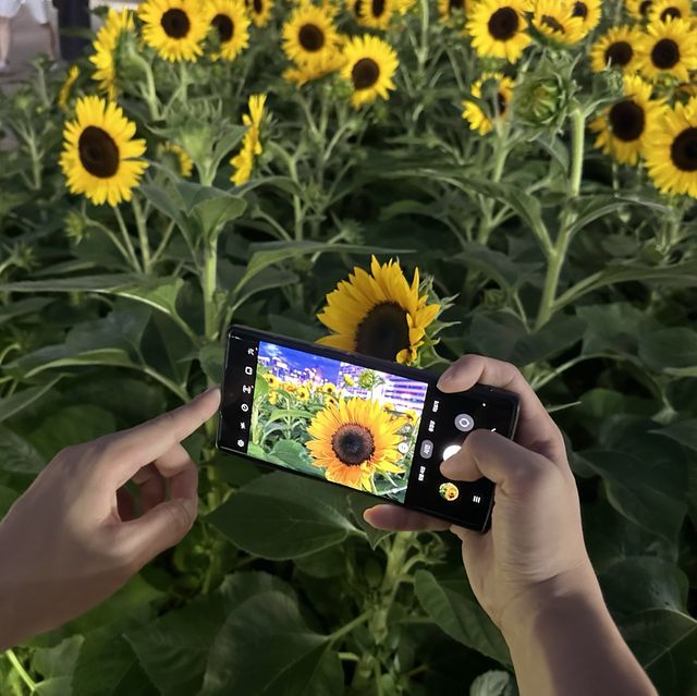 부산여행 광안리 해수욕장 해바라기 🌻