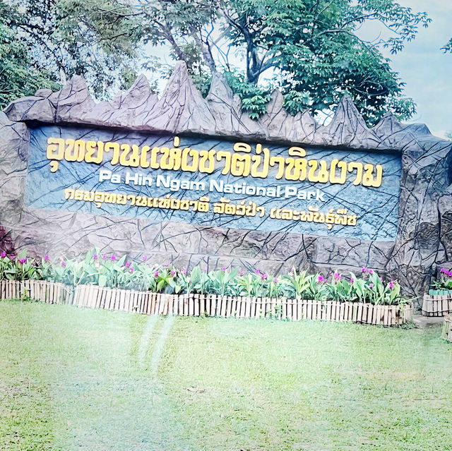 ดอกกระเจียวบานหน้าฝน🌧️