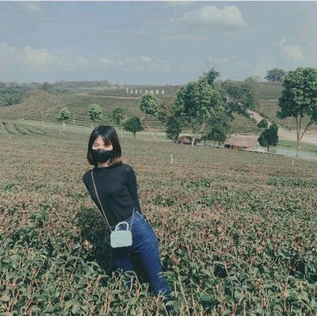 ไร่ชาฉุยฟง ณ เชียงราย
