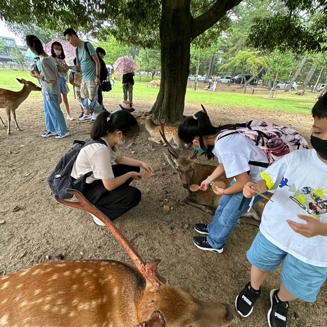 奈良一景點、美食