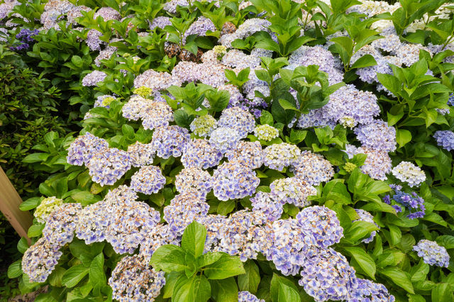 京都最美繡球花