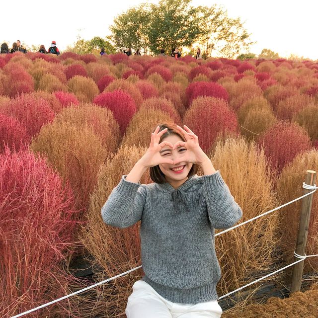 매년 10월 상암 하늘공원에서 볼 수 있는 억새축제🌾🌾