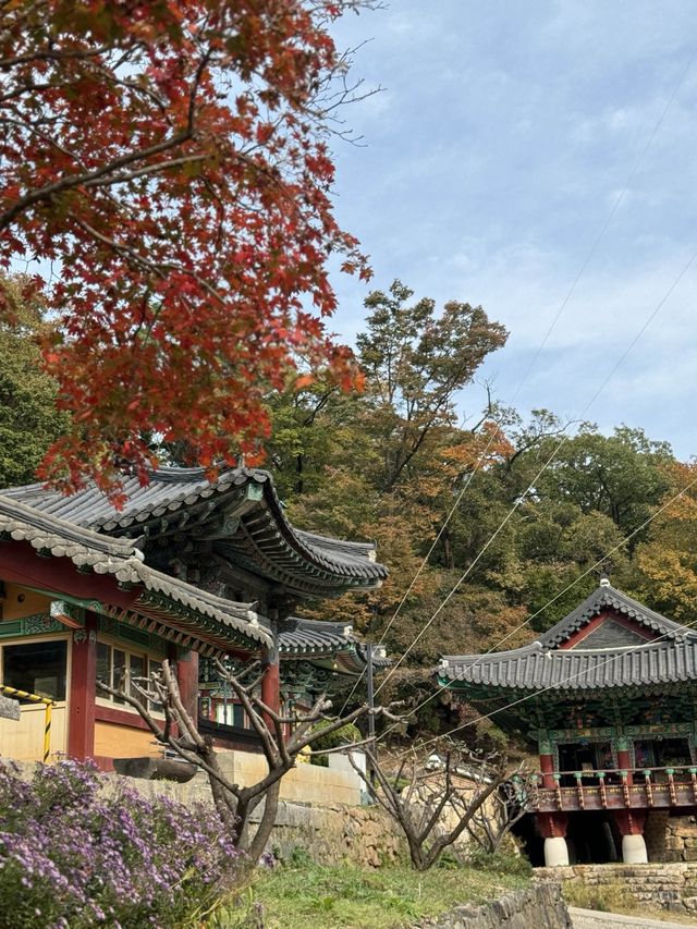 양평 가볼만한곳 용문사 천년 은행나무