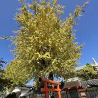 【福岡】筥崎宮参拝の際に