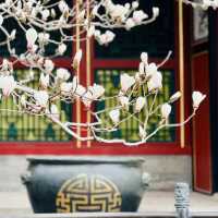 圓明園的玉蘭花