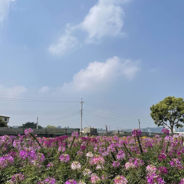 Zhongshe Flower Market, Taichung