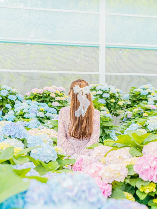 💐봄에 피어난 봄 수국축제 [제주, 휴애리 자연생활공원]💜