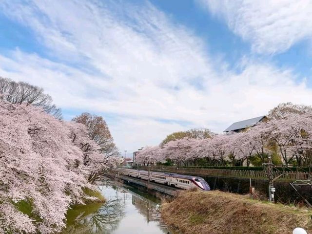 sakura kajo yamagata